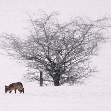 Blankenheim in der Eifel: Ein Fuchs schnürt am Mittwoch (17. Januar) durch den Schnee. In der Eifel fielen teilweise bis zu 16 Zentimeter Neuschnee.