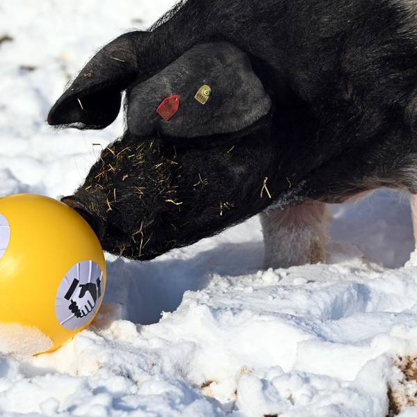 Ein Schwäbisch-Hällisches Schwein steht im Schnee und stuppst einen Futterball mit seiner schwarzen Schnauze an.