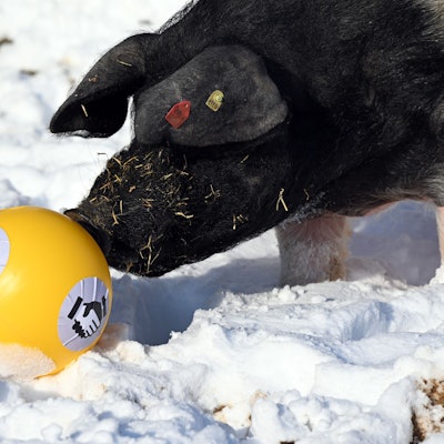 Ein Schwäbisch-Hällisches Schwein steht im Schnee und stuppst einen Futterball mit seiner schwarzen Schnauze an.