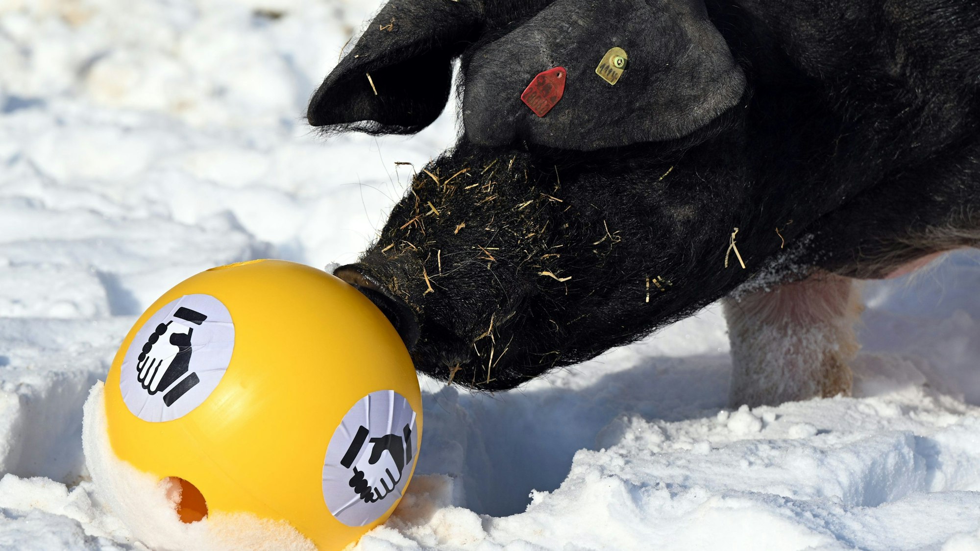Ein Schwäbisch-Hällisches Schwein steht im Schnee und stuppst einen Futterball mit seiner schwarzen Schnauze an.
