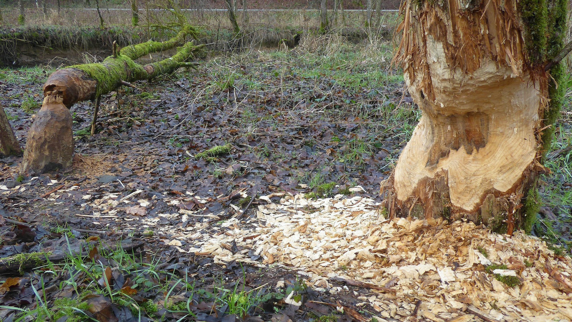 18.01.2024 Der Biber kehrt nach Obebrerg zurück. Hier Bäume bei Morsbach mit den typischen Nagespuren des Bibers.