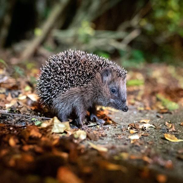 2024 ist der Igel das Tier des Jahres