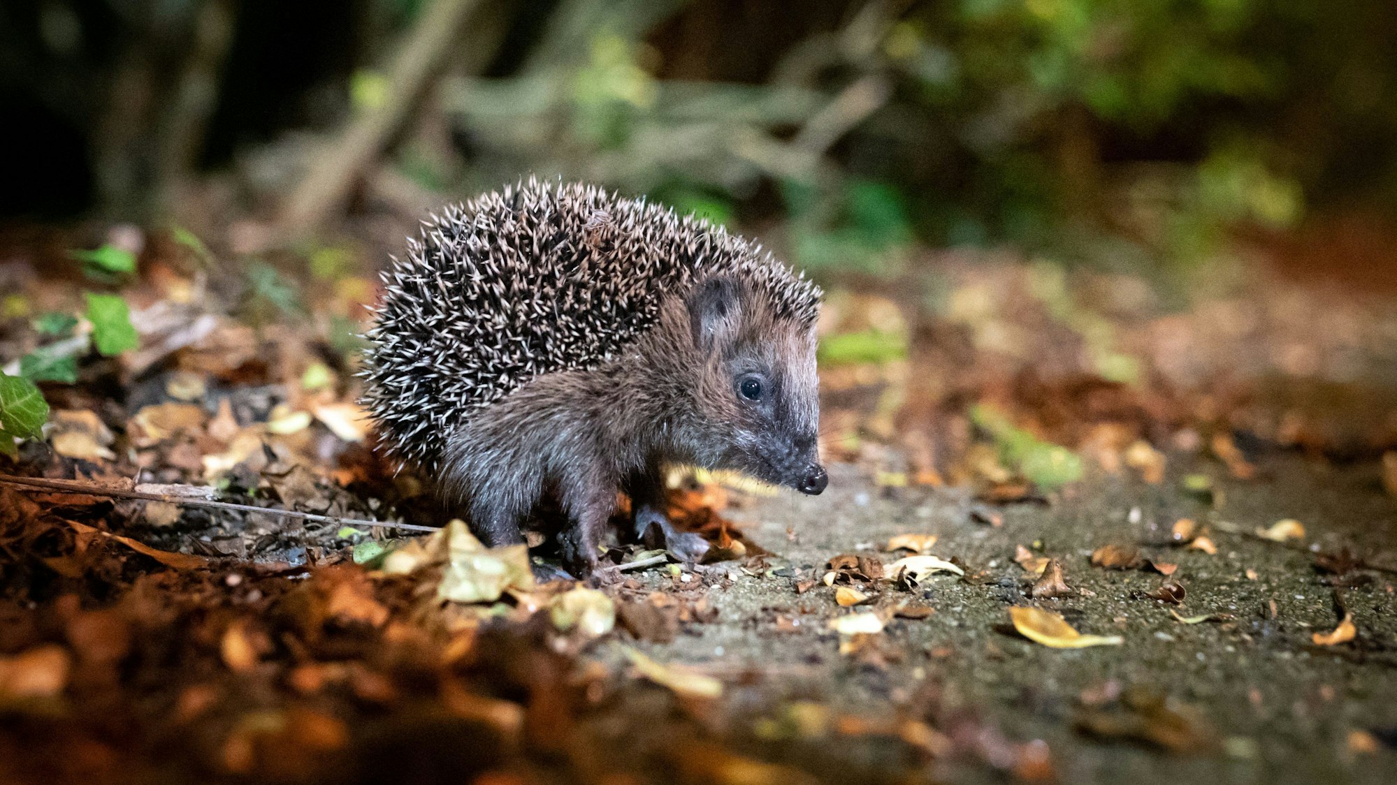 2024 ist der Igel das Tier des Jahres