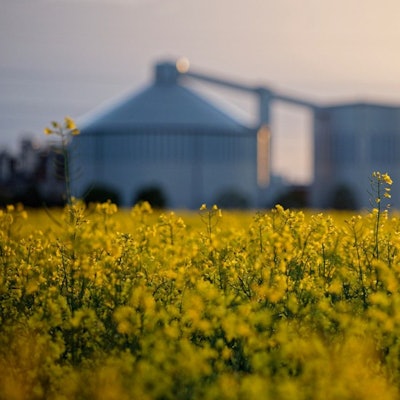 Auf dem Bild ist blühender Raps zu sehen, im Hintergrund verschwommen die Siloanlagen der Euskirchener Zuckerfabrik Pfeifer und Langen.