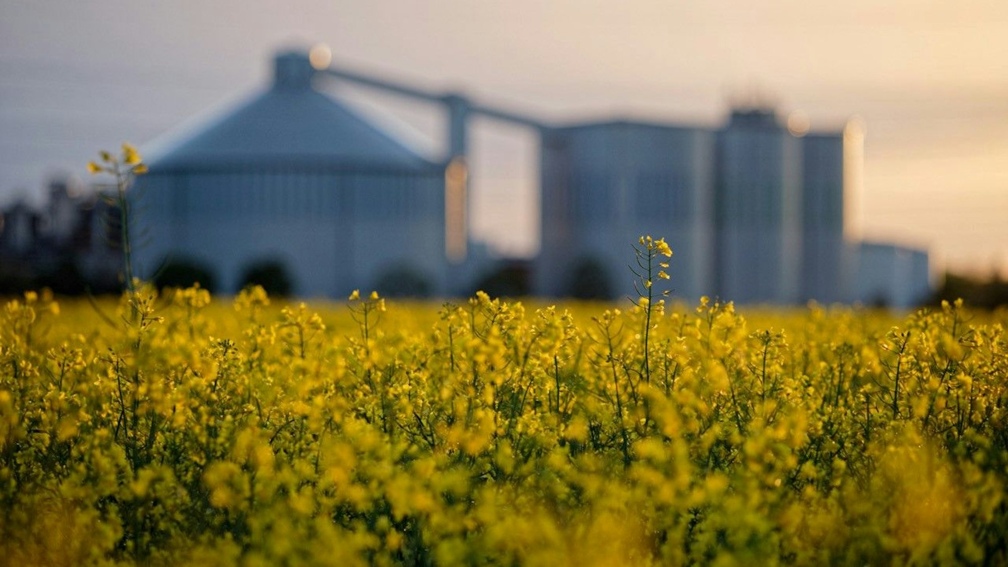 Auf dem Bild ist blühender Raps zu sehen, im Hintergrund verschwommen die Siloanlagen der Euskirchener Zuckerfabrik Pfeifer und Langen.