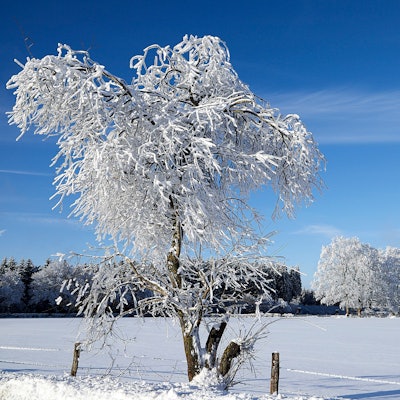 Schneeparadies am Weißen Stein in der Eifel.
