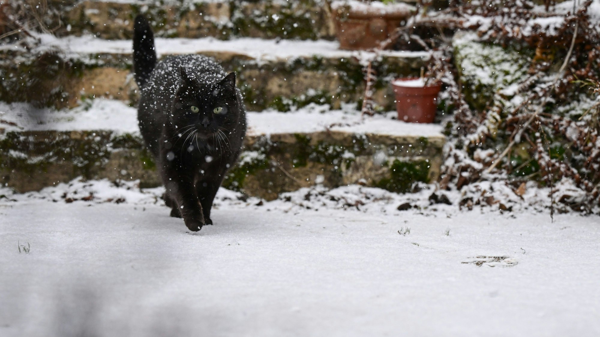 Eine schwarze Katze läuft im Schneetreiben durch einen verschneiten Garten.