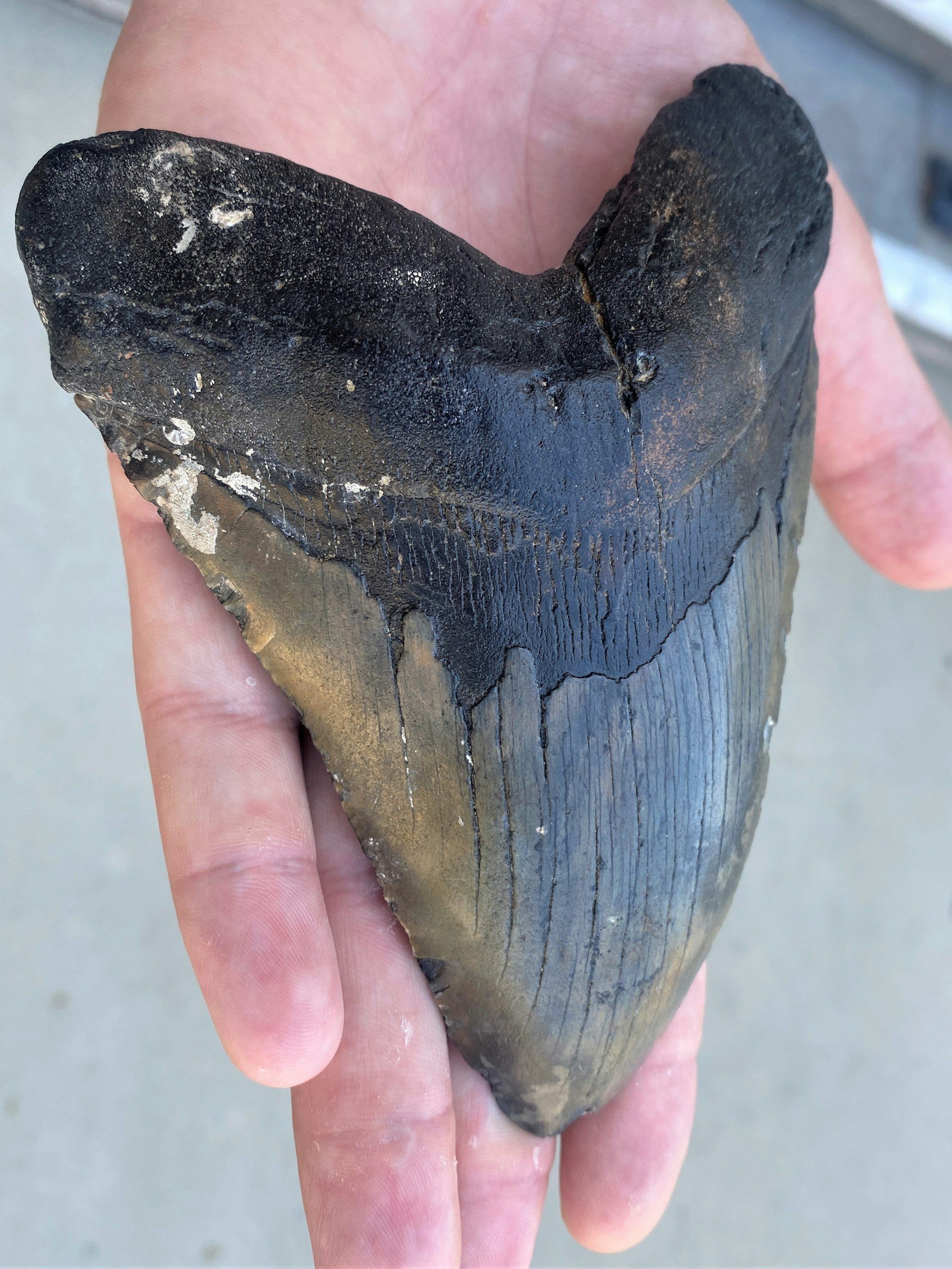 Der Biologe der UC Riverside und Erstautor der Studie, Sternes, hält einen Megalodon-Zahn.