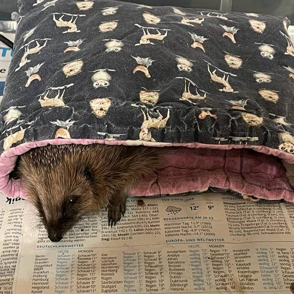 Ein Igel ist in einer Decke gehüllt und liegt auf einer Zeitung.