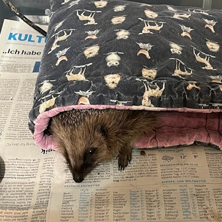 Ein Igel ist in einer Decke gehüllt und liegt auf einer Zeitung.