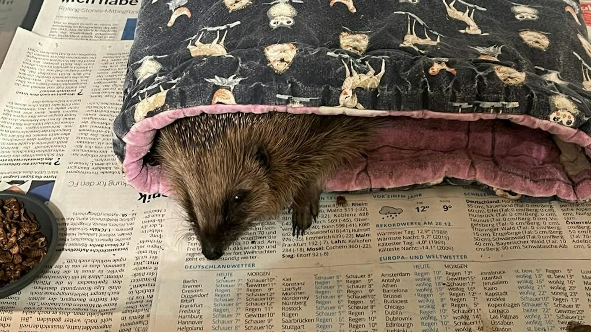 Ein Igel ist in einer Decke gehüllt und liegt auf einer Zeitung.