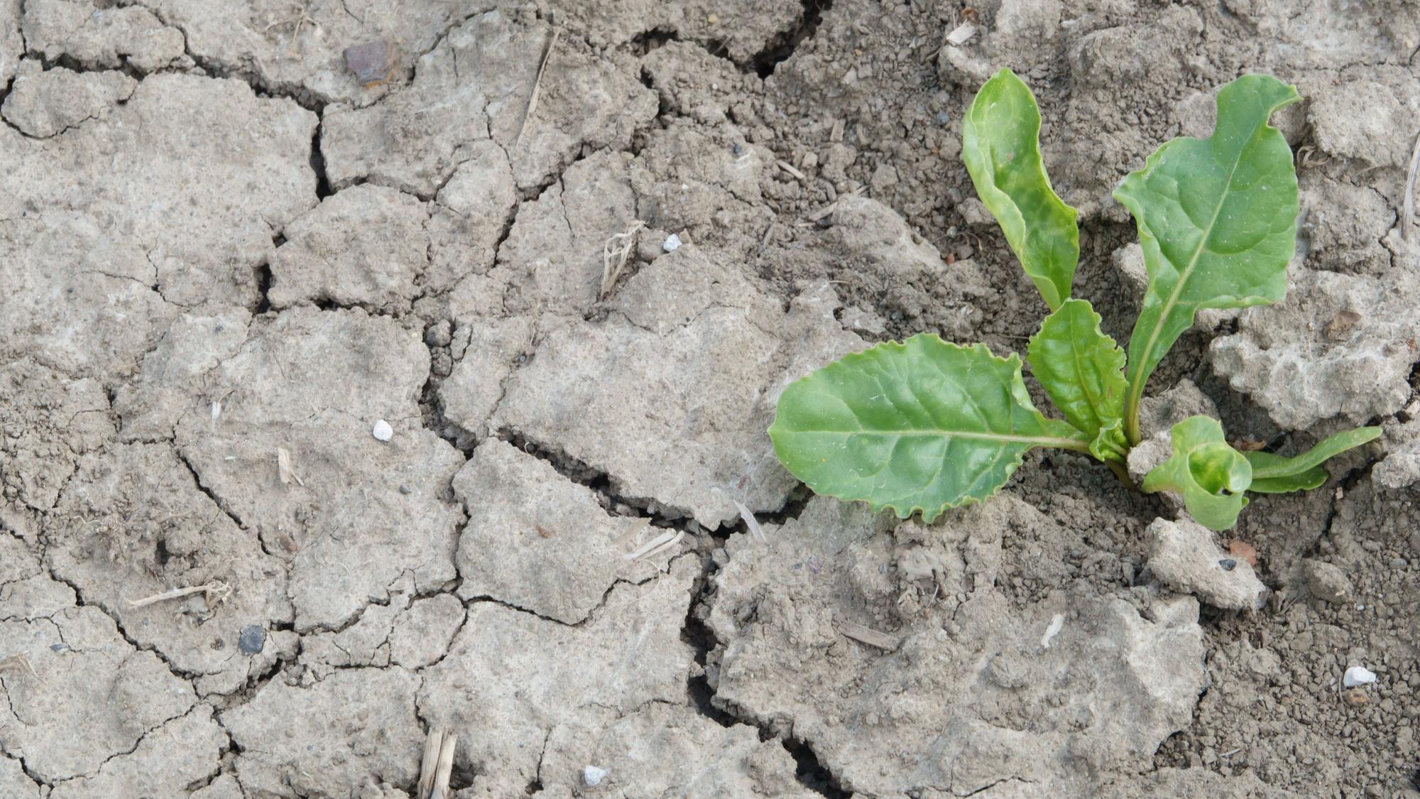 Risse sind auf einem Feld, auf dem Zuckerrüben angebaut werden, zu sehen. Die trockene Witterung bereitet Landwirten weiterhin große Probleme.