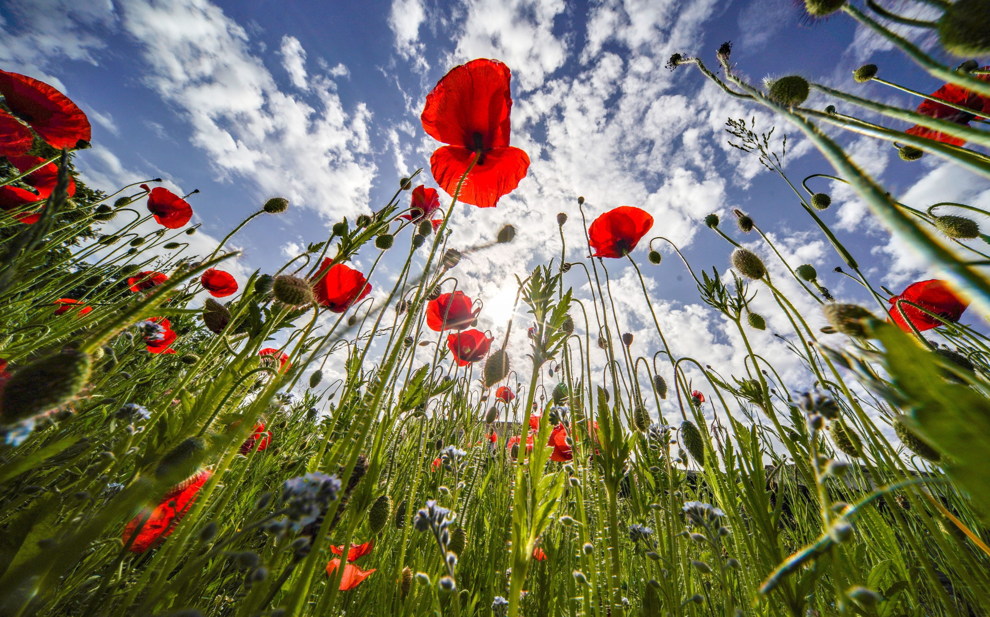 Klatschmohn blüht am Rande des Kurparks vor einem blauen Himmel, an dem lockere Bewölkung entlangzieht.
