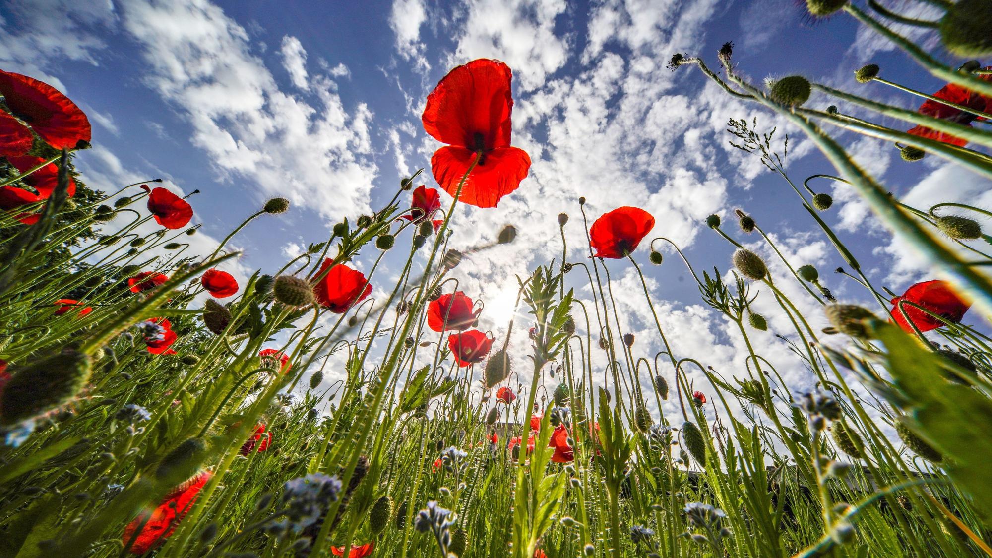 Klatschmohn blüht am Rande des Kurparks vor einem blauen Himmel, an dem lockere Bewölkung entlangzieht.