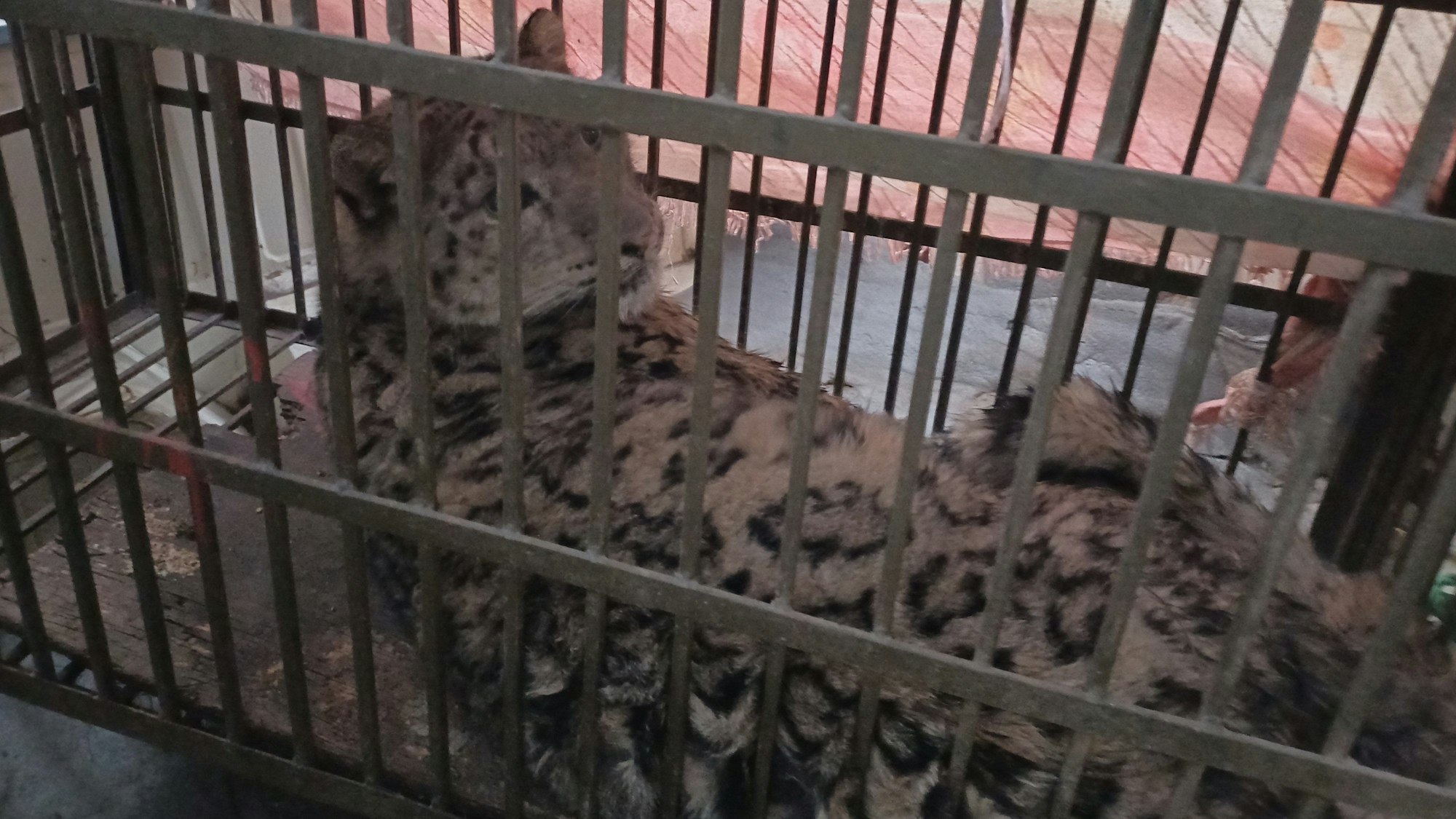 HANDOUT - 23.01.2024, ---: Ein in Nepal geretteter Schneeleopard liegt in einem Käfig einer Forstbehörde.