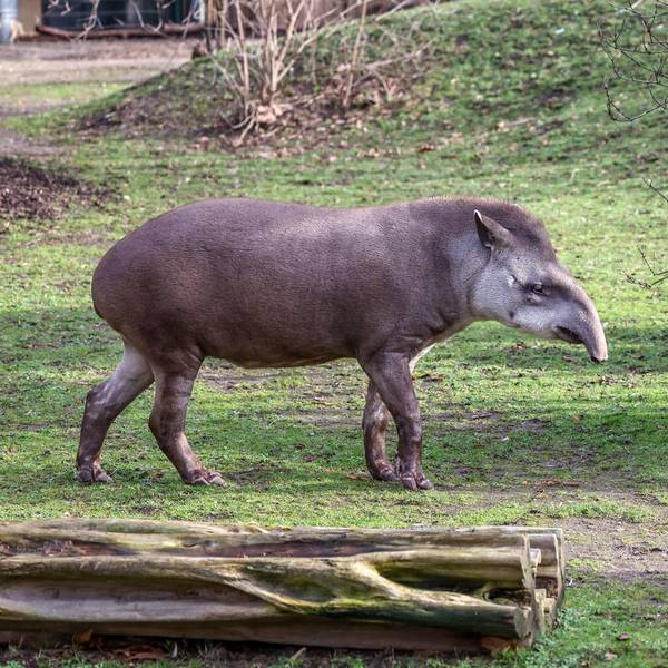 Ein grauer Tapir läuft über die Wiese des Außengeheges.
