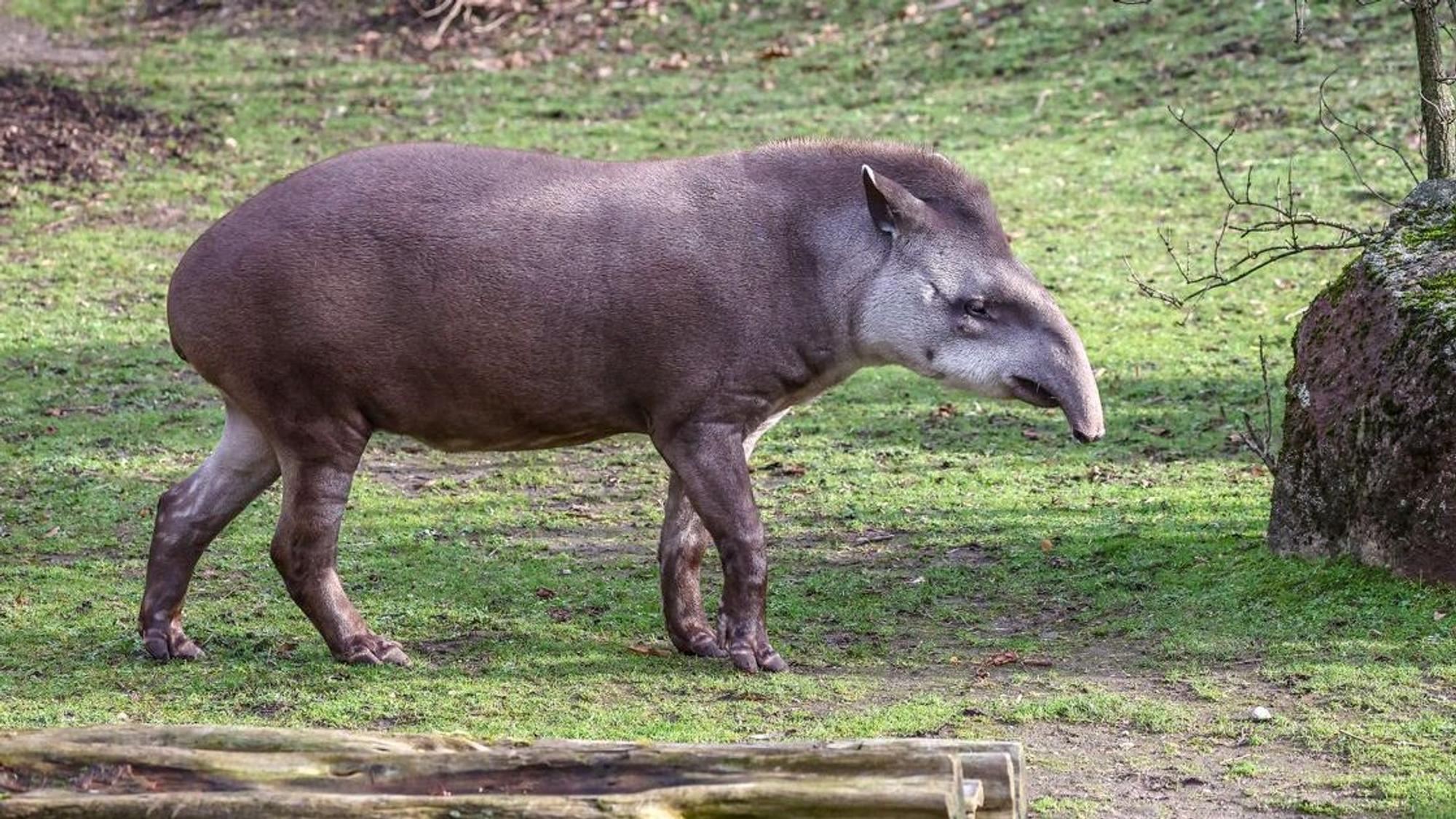 Ein grauer Tapir läuft über die Wiese des Außengeheges.