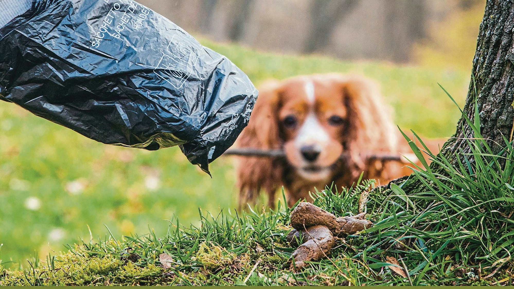 Ein Mann greift auf einer Wiese in mit einem Hundekotbeutel nach einem Hundehaufen.