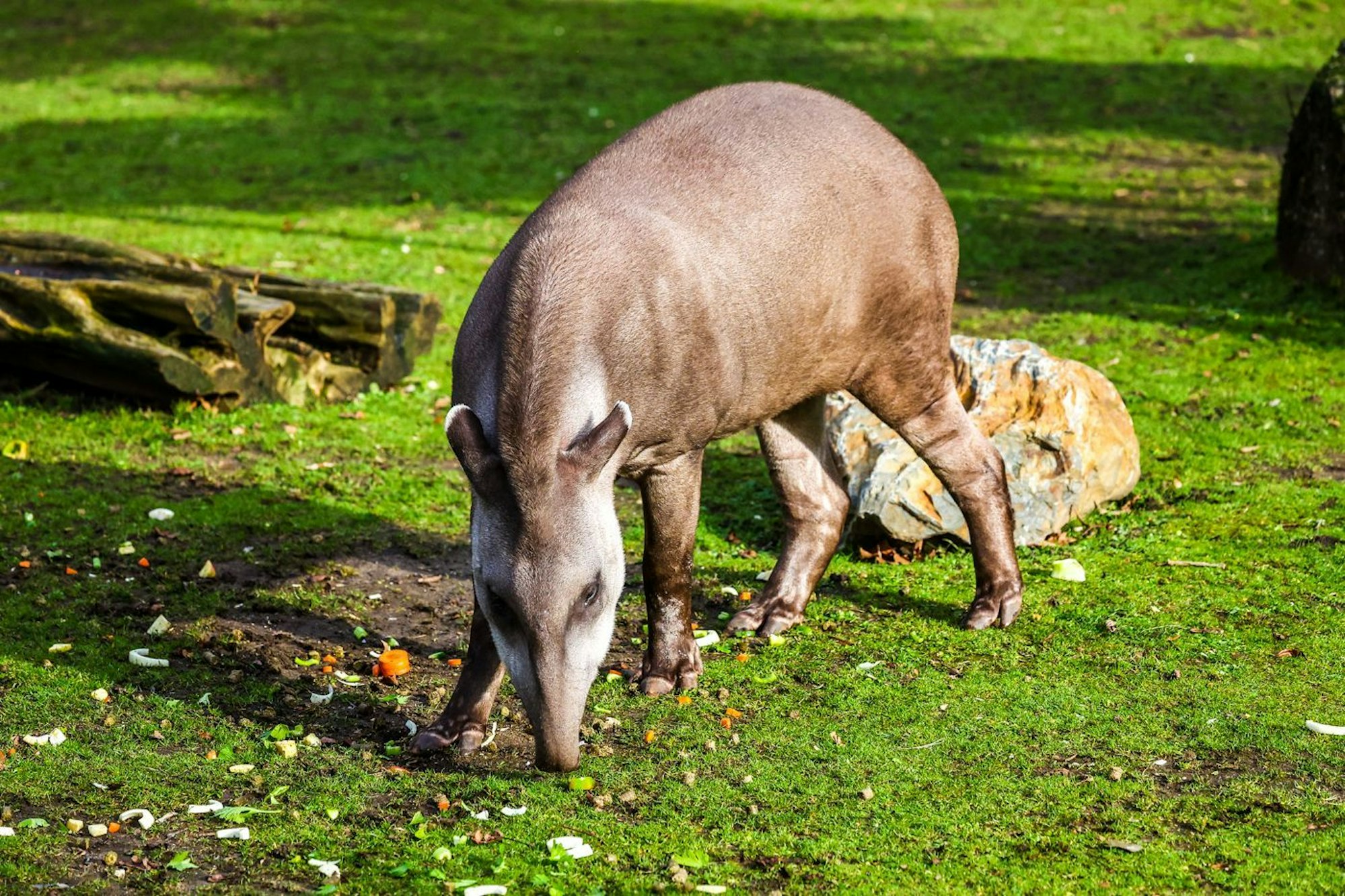 Der Tapir im Kölner Zoo