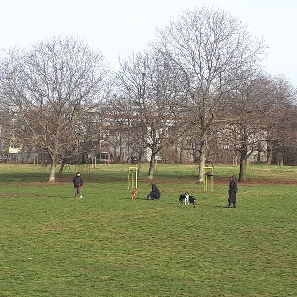 Hunde spielen auf einer großen Wiese.