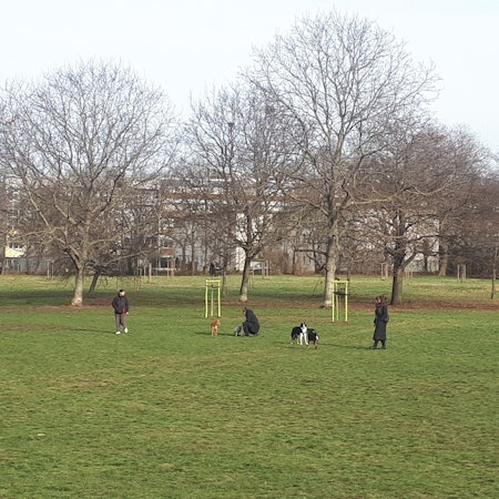 Hunde spielen auf einer großen Wiese.