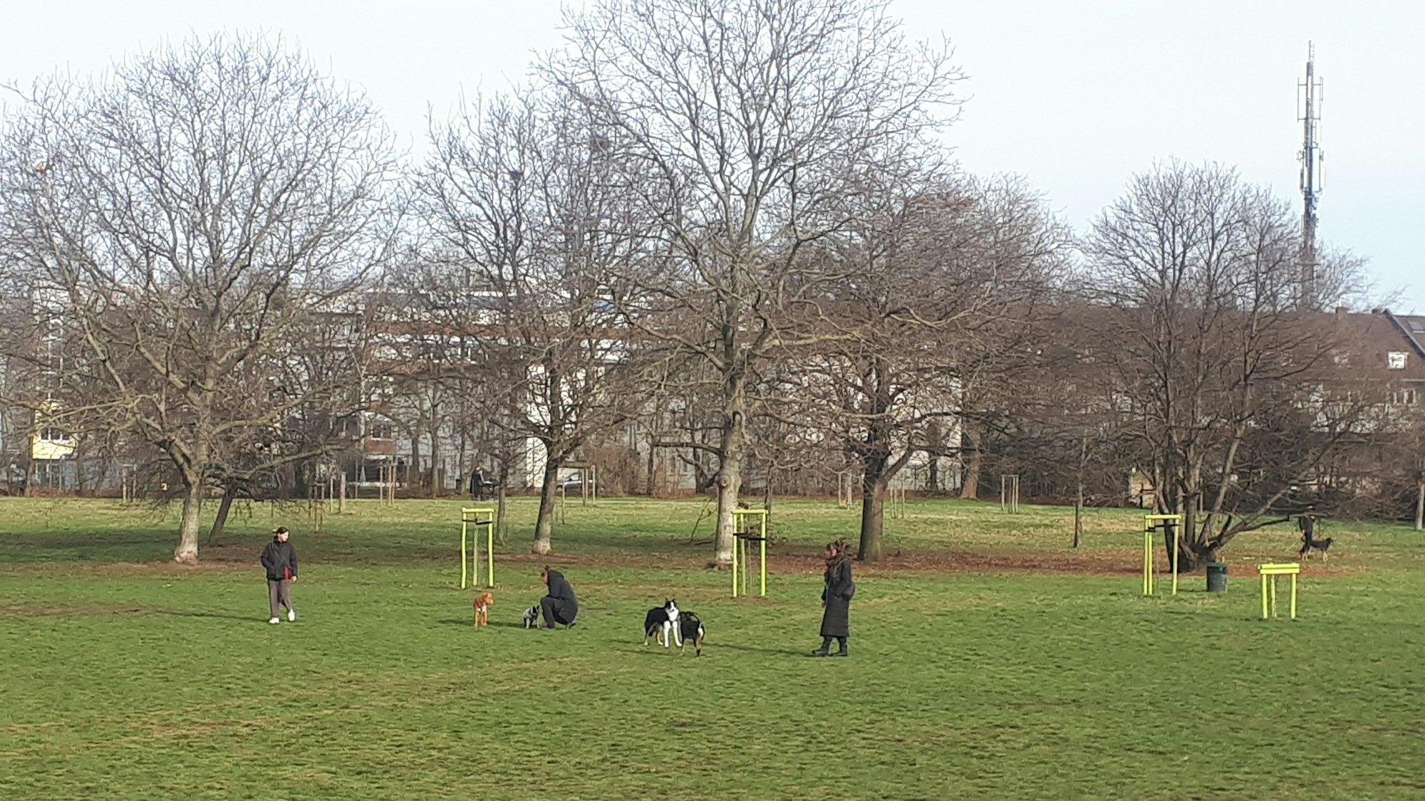 Hunde spielen auf einer großen Wiese.