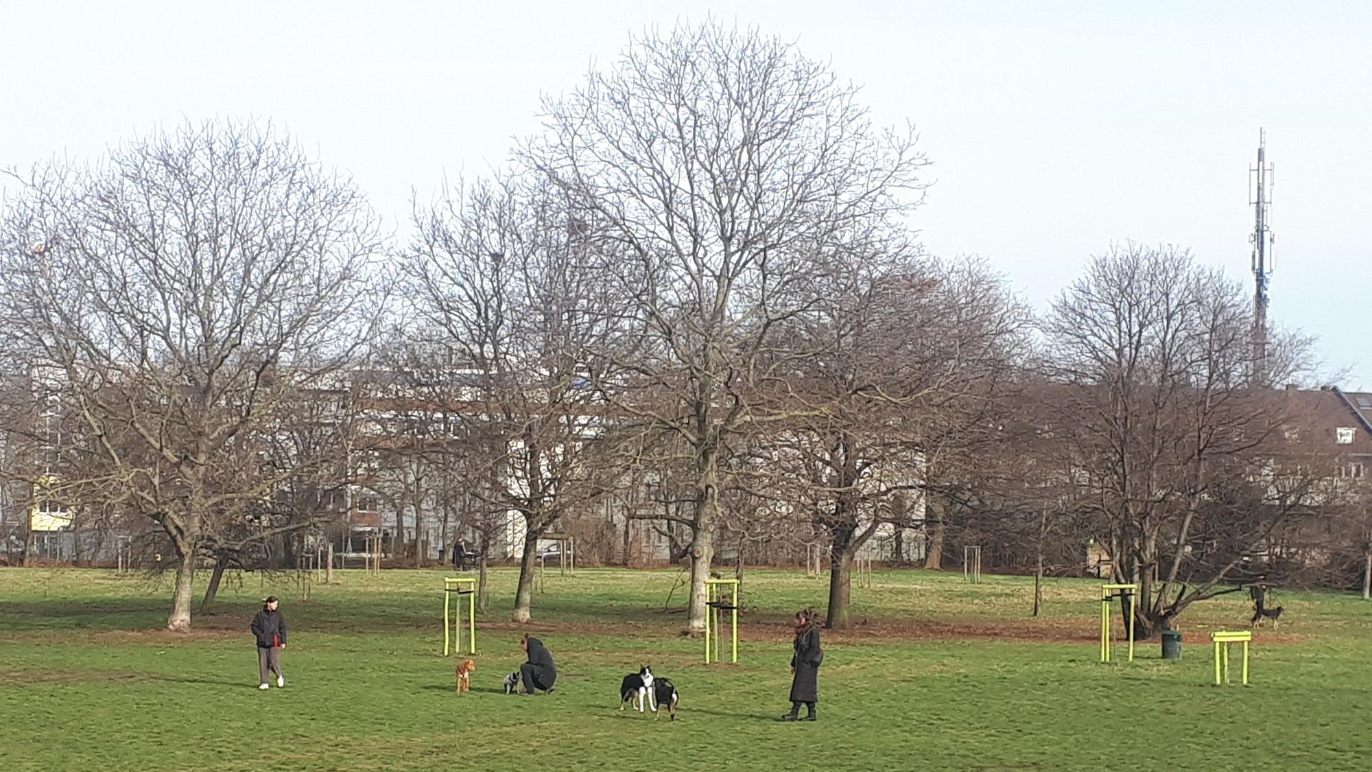 Die Hunde-Freilauffläche, derzeit auf der großen Wiese in der Mitte des Parks, soll ganz in den Süden des Giesbertsparks, nahe der Florastraße, umziehen. (Archivbild)