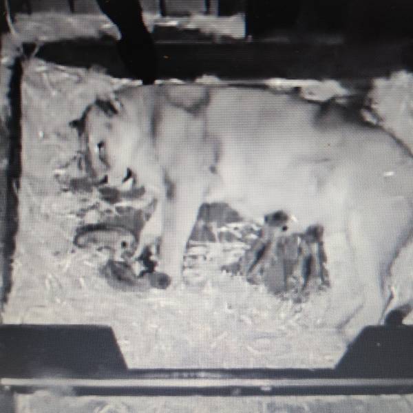 Löwin Gina im Kölner Zoo hat Nachwuchs bekommen.