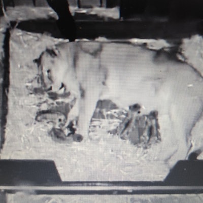 Löwin Gina im Kölner Zoo hat Nachwuchs bekommen.