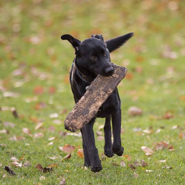 Ein Hund hat einen Stock im Maul.