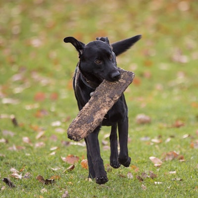 Ein Hund hat einen Stock im Maul.