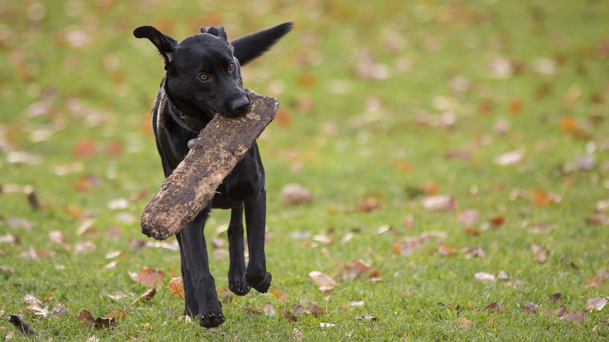 Ein Hund hat einen Stock im Maul.