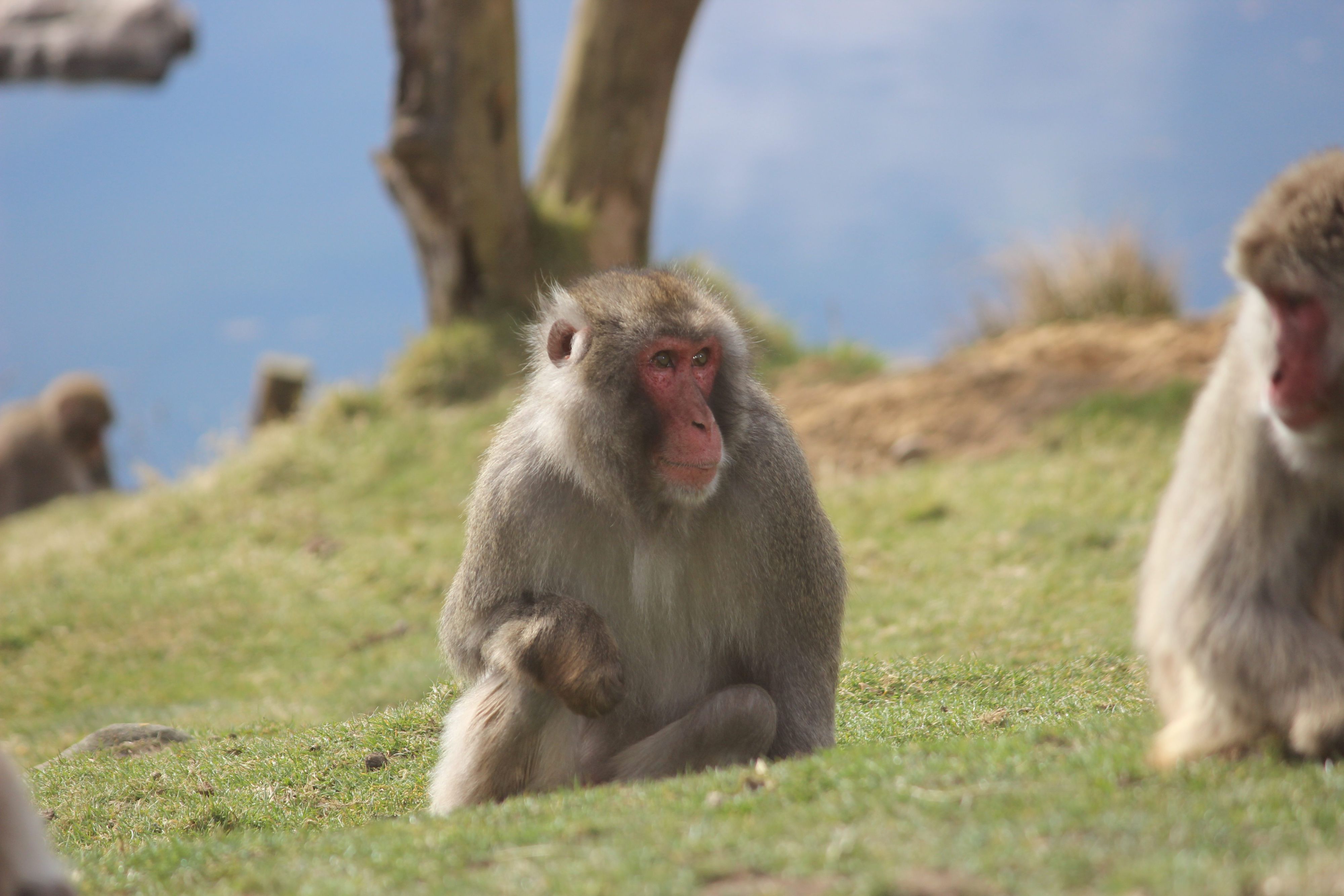 HANDOUT - 24.03.2022, Großbritannien, Kincraig: Japanmakaken (Macaca fuscata) im Highland Wildlife Park. Ein ausgebüxter Affe sorgt in den schottischen Highlands für Aufregung.