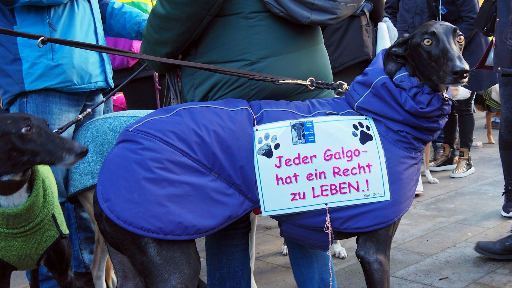 Ein Hund in einer blauen Decke.