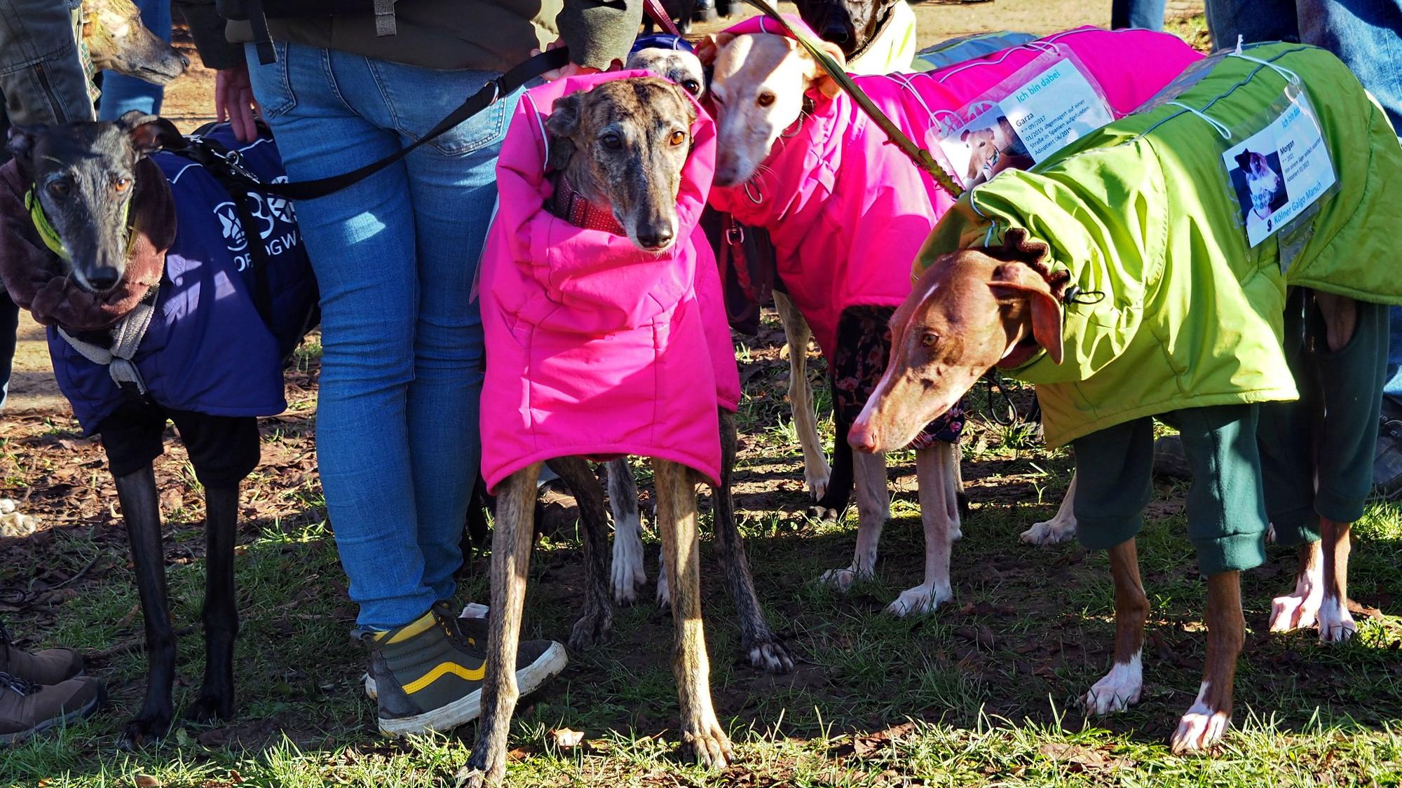 Verschiedene Jagdhunde stehen zusammen.