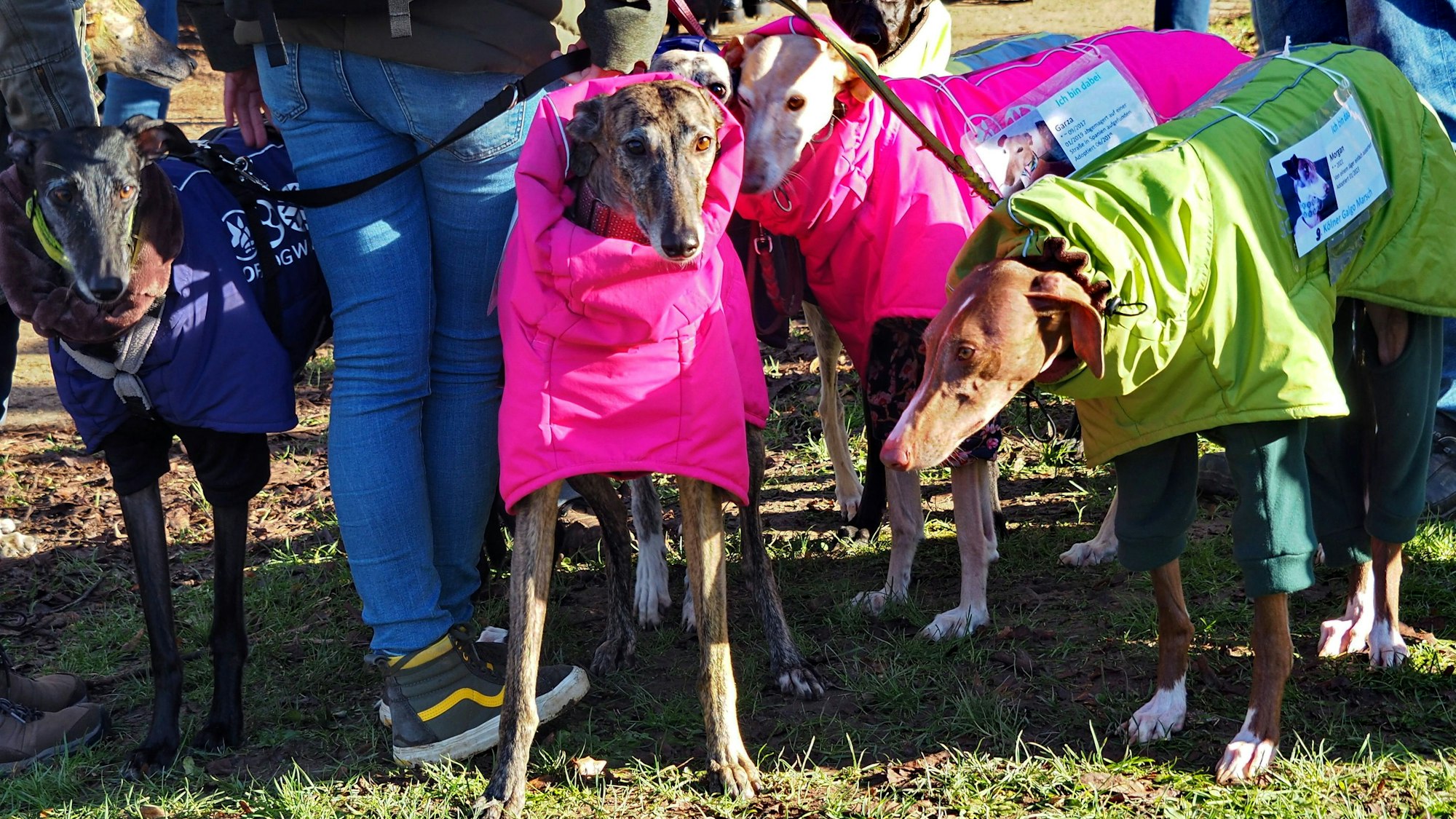 Verschiedene Jagdhunde stehen zusammen.