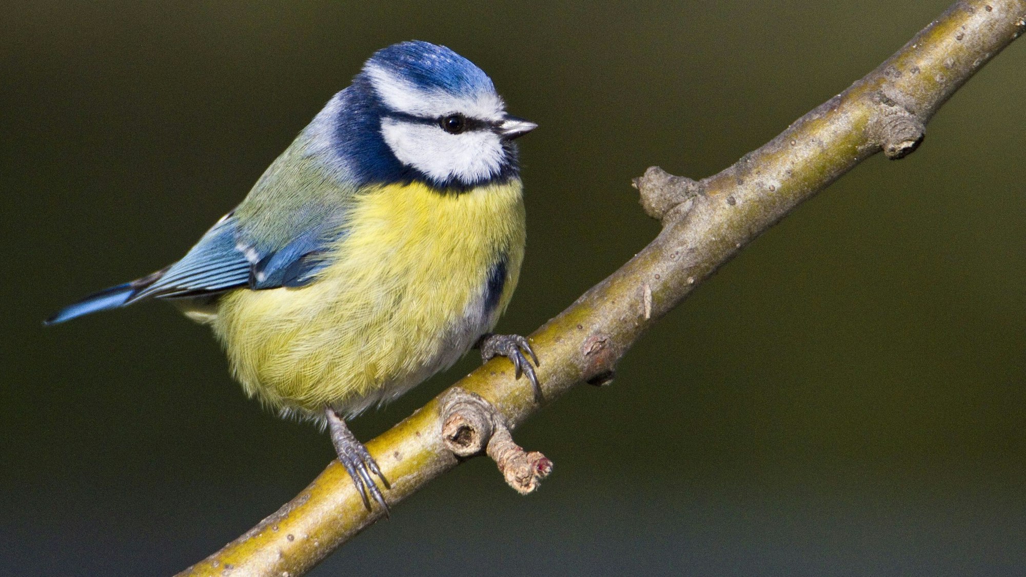 Eine Baumeise sitzt auf einem Ast.