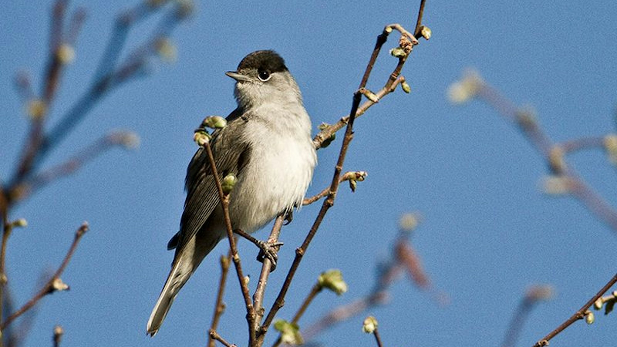 Eine Mönchsgrasmücke sitzt im Geäst eines knospenden Baumes.