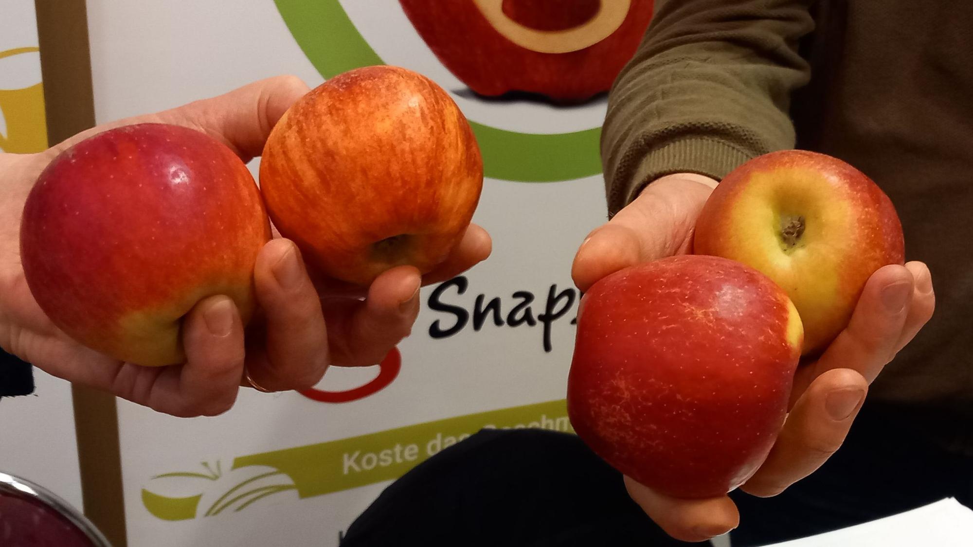 Beim Rheinischen Obstbautag im Hotel Görres in Villip vorgestellt: Elstar EHS (mit Streifen) und Snap Dragon