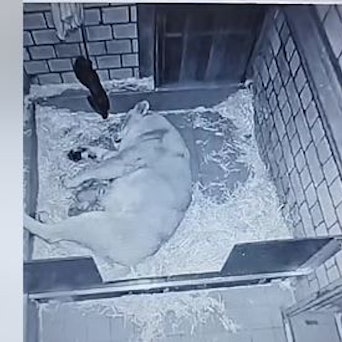 Dieser Screenshot des FB-Videos zeigt Mutter Gina mit ihren Jungen.