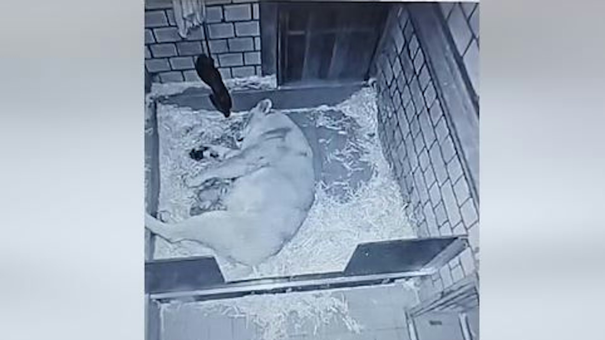 Dieser Screenshot des FB-Videos zeigt Mutter Gina mit ihren Jungen.