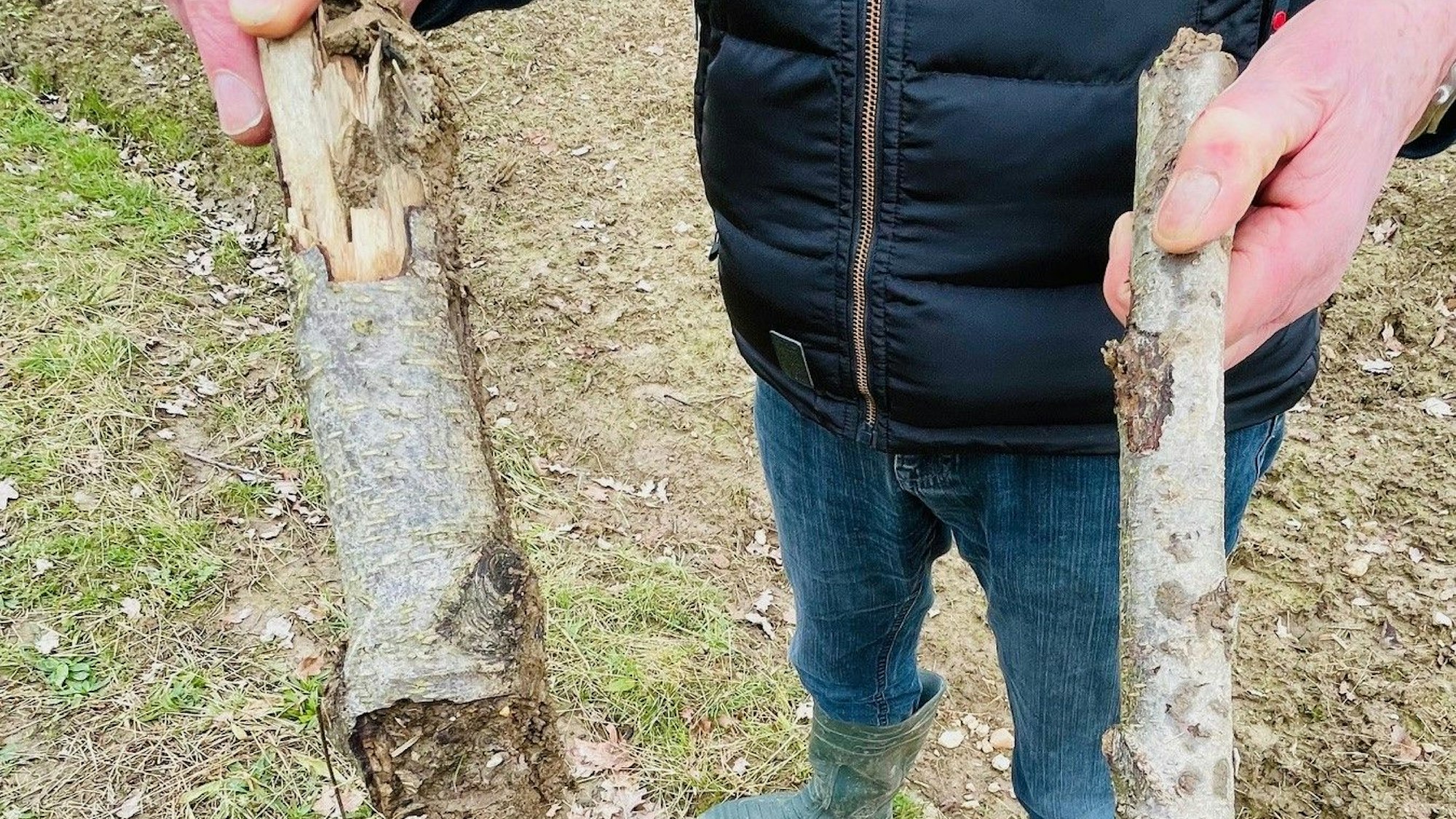 Nur noch Teile sind übrig von den vier bis fünf Meter hohen Bäumen.