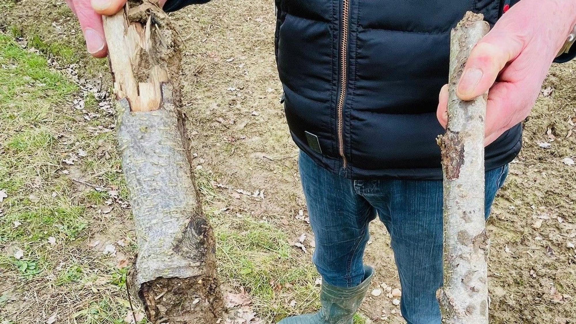 Nur noch Teile sind übrig von den vier bis fünf Meter hohen Bäumen.