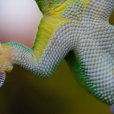 Die Haftlamellen am Fuß eines schillernd bunten Geckos.