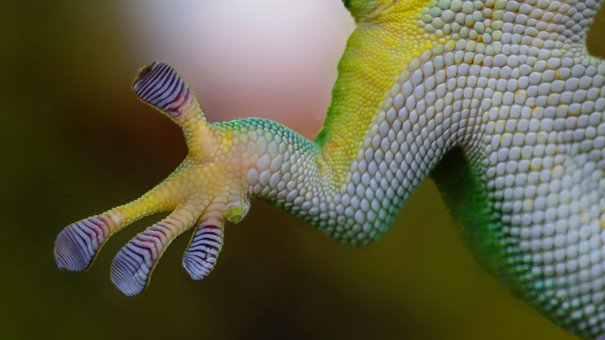 Die Haftlamellen am Fuß eines schillernd bunten Geckos.