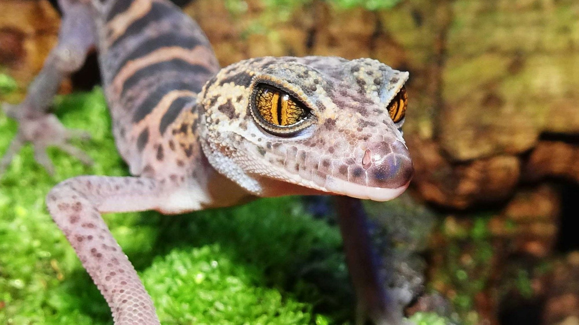 Zootier Tigergecko