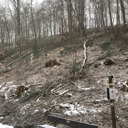 Gefällte Bäume auf einem Hang