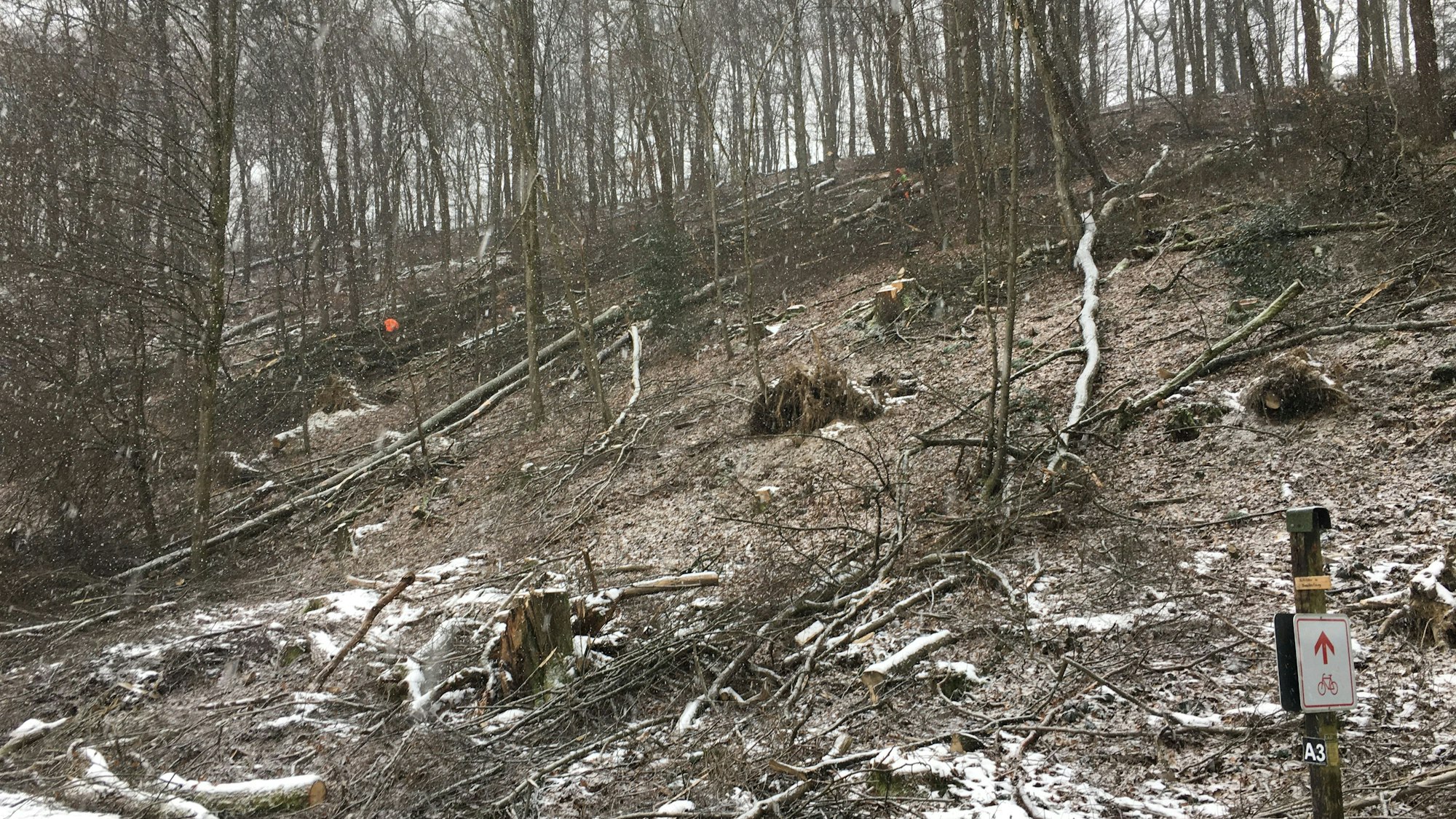 Gefällte Bäume auf einem Hang