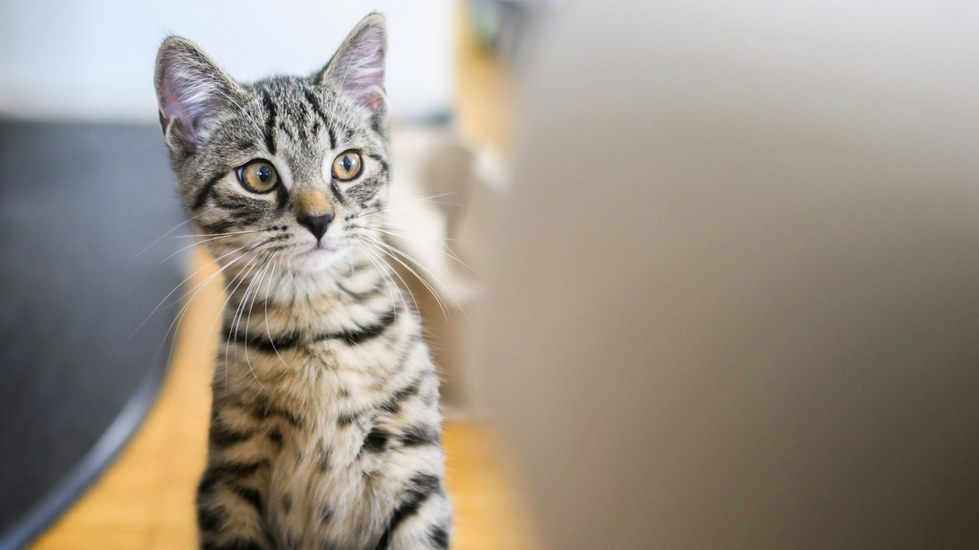 Viele Menschen haben eine Katze als Haustier und wundern sich regelmäßig über spezielles Verhalten.
