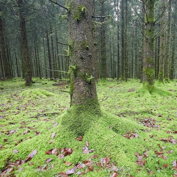 Das Bild zeigt zahlreiche Baumstämme und den mit grünem Moos und wenigen braunen Blättern bedeckten Waldboden bei Nettersheim.